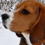 lena