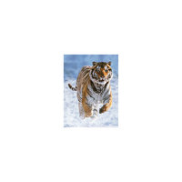 Пазл «Тигр на снегу» 500 деталей, Ravensburger