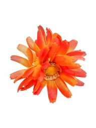 Заколки Kameo-bis