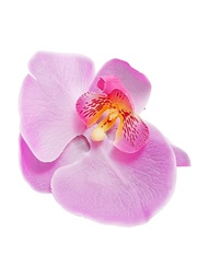 Заколки Kameo-bis