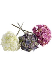 Гортензия, 3 штуки Heine Home