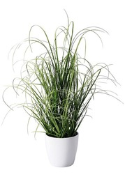 Декоративное растение Heine Home