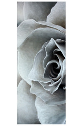 Постер "Нарисованная роза" Pannorama