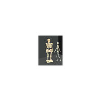 Скелет человека, Мир деревянных игрушек МДИ
