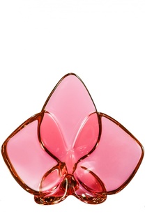 Орхидея красная Orchid Baccarat