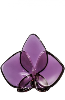Орхидея малиновая Orchid Baccarat