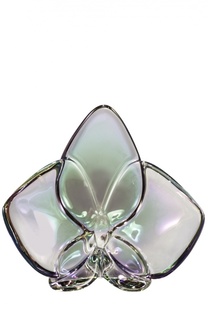 Орхидея радужная Orchid Baccarat