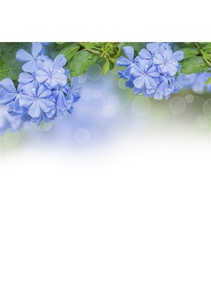 Фотообои Barton Wallpapers