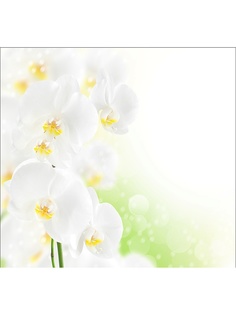 Фотообои Barton Wallpapers