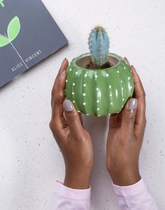 Горшок для цветов в форме кактуса Sass &amp; Belle - Мульти