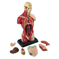 Анатомия человеческого тела, Edu-Toys