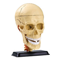 Анатомический набор "Череп", Edu-Toys