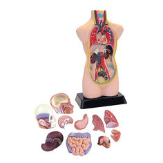 Анатомия человеческого тела EDU-TOYS