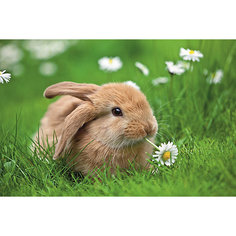 Пазл «Кролик в ромашках» XXL 150 шт # Ravensburger