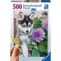 Пазл «Маленький хаски» 500 шт Ravensburger