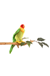 Каролинский попугай, 17 см Hansa