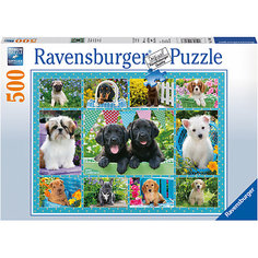 Пазл «Милые щенки» 500 шт Ravensburger