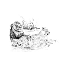 Картина-эскиз по номерам карандашами Royal&amp;Langnickel "Львы", 28,5х39 см Royal&Langnickel