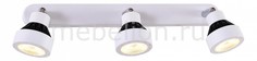 Спот Данди CL557531 Citilux