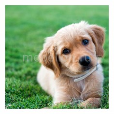 Панно (30х30 см) Щенок 1728057К3030 Ekoramka