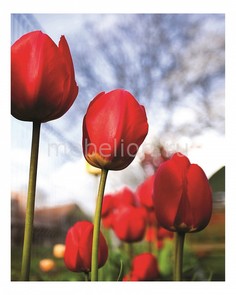 Панно (40х50 см) Тюльпаны 337275934 Ekoramka