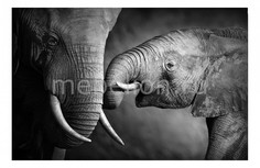 Панно Elephants 323078 ОГОГО Обстановочка