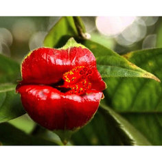 Алмазная картина-раскраска Color KIT "Цветочный поцелуй", 40х50 см