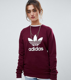 Бордовый свитшот с круглым вырезом и трилистником adidas Originals - Красный