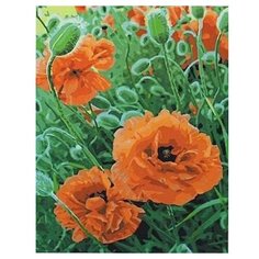 Paintboy Картина по номерам