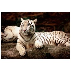 Пазл Trefl Бенгальские тигры