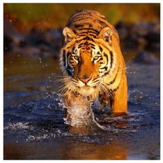 Color Kit Картина по номерам