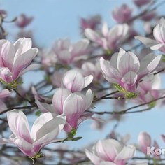 Фотообои Komar Magnolia (3,68х2,54 м) (8-738)