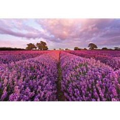 Фотообои Komar Lavendel 184 х 127см. (1-615)