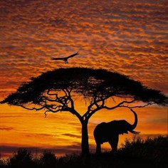 Фотообои Komar African Sunset 194 х 270см. (4-501)