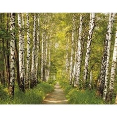 Фотообои Komar Birkenwald 368 х 254см. (8-301)