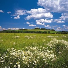 Фотообои Komar Meadow 368 х 254см. (8-254)