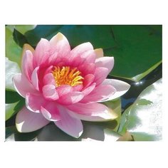 Molly Картина по номерам Лотос