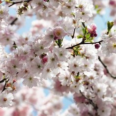 Фотообои Komar Spring 368 х 254см. (8-507)