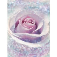 Фотообои Komar Delicate Rose 184 х 248см. (XXL2-020)