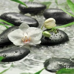 Фотообои Komar Pure (3,68х2,54 м) (8-319)