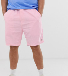 Розовые шорты-чиносы с логотипом Polo Ralph Lauren Big & Tall - Prepster - Розовый