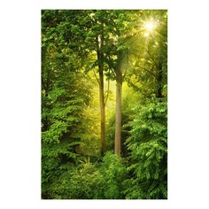 Картина (40х60 см) Лес на рассвете HE-101-598 Ekoramka
