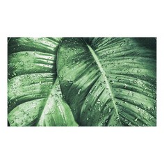 Картина (50х30 см) Зеленые листья SE-102-219 Ekoramka