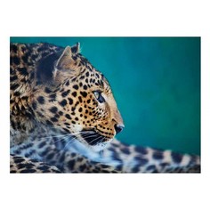Картина (70х50 см) Leopard HE-101-879 Ekoramka