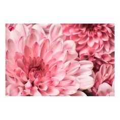 Картина (60х40 см) Розовые цветы HE-101-764 Ekoramka
