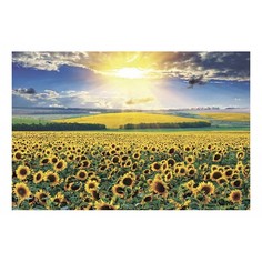 Картина (30х20 см) Поле подсолнухов SE-102-161 Ekoramka