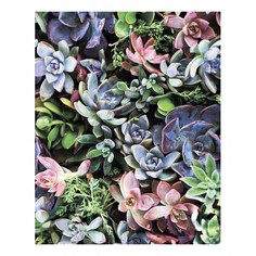 Картина (40х50 см) Цветные суккуленты SE-102-125 Ekoramka