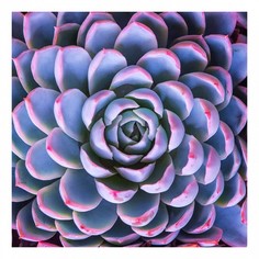 Картина (90х90 см) Фиолетовый суккулент HE-101-997 Ekoramka
