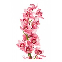 Картина (60х90 см) Розовая орхидея HE-101-676 Ekoramka