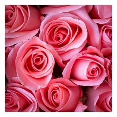 Картина (30х30 см) Розовые розы HE-101-457 Ekoramka